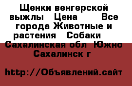 Щенки венгерской выжлы › Цена ­ 1 - Все города Животные и растения » Собаки   . Сахалинская обл.,Южно-Сахалинск г.